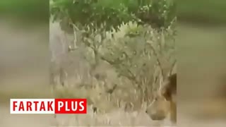 حرکت جمعی بوفالوها که منجر به فرار شیر شد