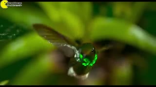 Earth One Amazing Day BBC trailer تریلر مستند یک روز شگفت انگیز روی زمین