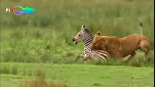 مجموعه تلویزیونی سیاره انسان‌ ، دزدیدن شکار شیرها توسط انسان چشم در چشم