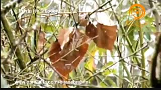موزیک بیکلام