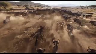 اولین تریلر رسمی فیلم The Lion King