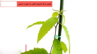 50ترفند پرورش گل و گیاه تزئینی در منزل