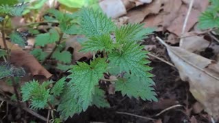 گزنه دارای خواص غذایی و درمانی است