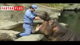 مسواک زدن اسب آبی!+ فیلم