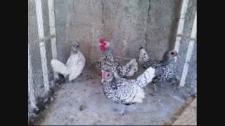 فروشگاه تخصصی تخم نطفه دار مرغ و دیگر تخم های نطفه دار