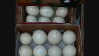 فروش تخم شترمرغ نطفه دار مرغوب مخصوص جوجه کشی