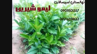 نهالستان امیرسالاری در جهرم