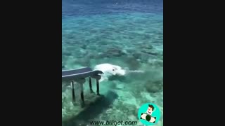 بلیط هواپیما