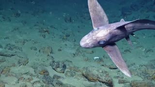 ویدئویی نادر از Ghost Shark