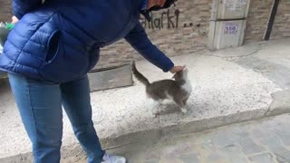 گربه خیابانی فوق العاده مهربان