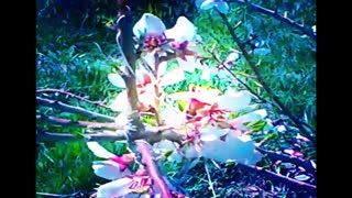 میکس  از مناظر بهار*آهنگ محسن ابراهیم زاده*