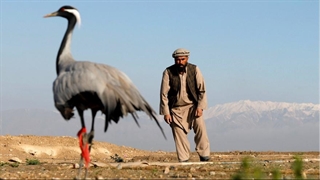 شکار کُلنگ در افغانستان!