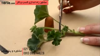 3 راز پرورش گل و گیاه زینتی داخل خونه