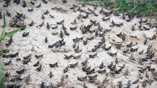 هجوم میلیون‌ها ملخ عربستانی به ایران