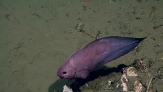 ماهی  اسنیل فیش در کف اقیانوس