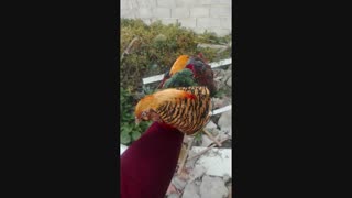 فروش تخم قرقاول و تخم بوقلمون نطفه دار به سراسر کشور