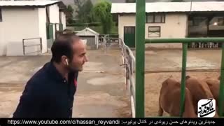Hasan Reyvandi | حسن ریوندی - شاخ بازی برای گاوها در گاوداری