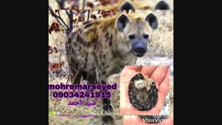 مهره مار اصل . خر مهره . فرج کفتار