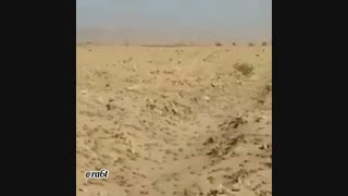 حمله ملخ ها به خوزستان