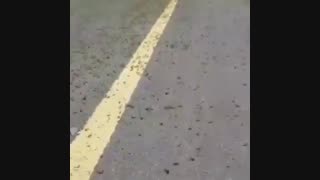 حمله ملخ ها به خوزستان