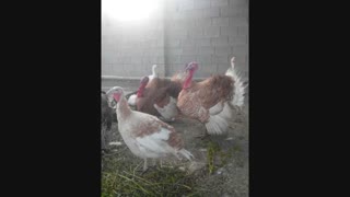 فروش تخم قرقاول و بوقلمون شرکت آسیا طیور