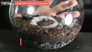 آموزش ساخت آکواریوم های گیاهی-www.118file.com