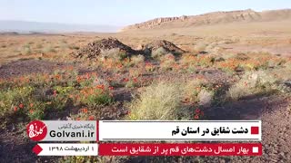 حمله مردمی به دشت های شقایق قم؛ پرپر کردن گل تخصص ماست