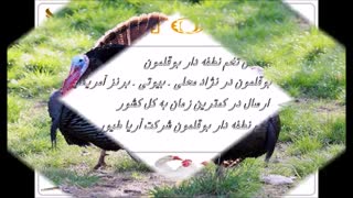 خرید و فروش تخم بوقلمون و مرغ گوشتی