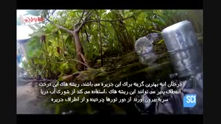 بهشت کوچک زباله ای!