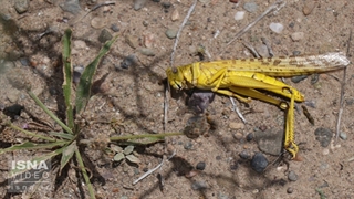 آخرین وضعیت کنترل ملخ‌های صحرایی در هرمزگان