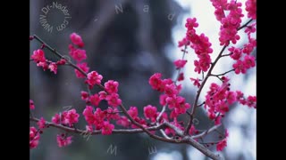 کاتاراکت زیر کپسولی - مرکز چشم پزشکی دکتر علیرضا نادری