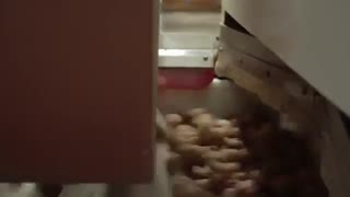 California Walnut Processing
