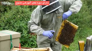 آموزش زنبورداری-ادغام دو کندو با هم