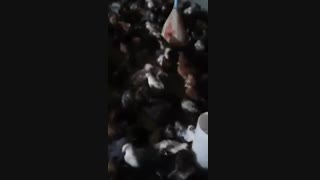 فروش جوجه بلک استار 2 ماهه09123968671