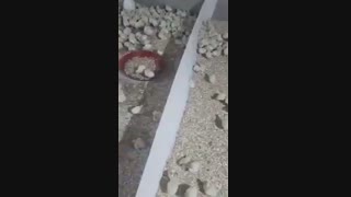 فروش بوقلمون بیوتی09123968671