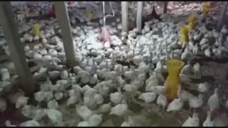 فروش بوقلمون بیوتی با وزن 1کیلو و نیم09123968671