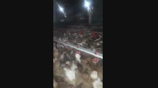 فروش مرغ 3 ماهه بومی گلپایگان 09123968671