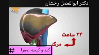 نقش کبد و کیسه صفرا در بدن
