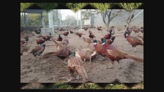 خرید فروش قرقاول