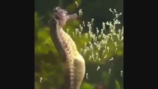 عجایب خلقت