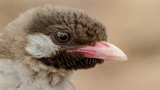 سکانسی از سیاره انسان‌ پیدا کردن کندوی عسل توسط یک پرنده وحشی