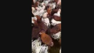 فروش مرغ بومی گلپایگان 4 ماهه09123968671