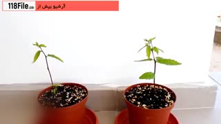 موارد کلی در نگهداری گل و گیاه آپارتمانی