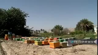 موفقیت کشاورز فاریابی در کشت کلزا با بهره وری بهینه از منابع آبی