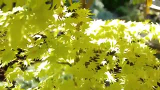 جالب ترین نهال های بهاری