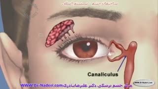 آناتومی کامل کره چشم و سیستم بینایی - مرکز چشم پزشکی دکتر علیرضا نادری