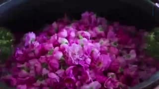 مراسم گلاب گیری کاشان
