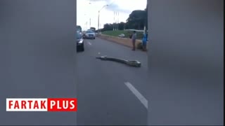مار آناکوندا در بزرگراه خودروها را مجبور به توقف کرد