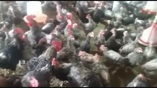 فروش ویژه گله بلک استار وپیلیموت راک09123968671-09121986651