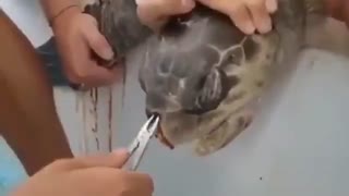 یک نی پلاستیکی ساده و این همه گرفتاری!